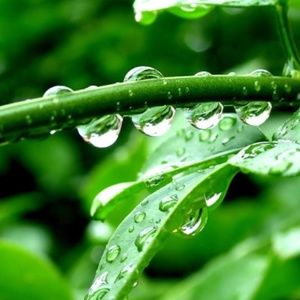 Meet your Posher, Jojo